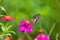 Butterfly in garden and flying to many flowers in garden, Beautiful butterfly in colorful garden or insect farm, Animal or insect