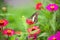Butterfly in garden and flying to many flowers in garden, Beautiful butterfly in colorful garden or insect farm, Animal or insect