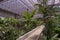 Butterfly garden in the national museum of Costa Rica