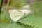 Butterfly garden-white (Pieris brassicae) on a leaf