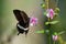 A butterfly gathering nectar from a flower in Chitwan National Park in Nepal