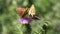 Butterfly Gathering Pollen on Thorns Flower, Flying Bee, Insects Pollinating Thistles, Desert Medicine Plants, Pollination