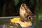 Butterfly Giant Owl