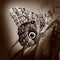 Butterfly Giant owl or Caligo atreus underside monochrome sepia