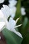 Butterfly Ginger flower from the side showing white petals and stamen