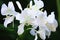 Butterfly Ginger or Ginger Lily or Butterfly Lily or Garland Flower or Coronarious Gingerlily flowers