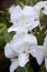 Butterfly Ginger Hedychium coronarium with white flowers