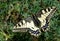 Butterfly on the glade. Bright beautiful butterflies. Swallowtail butterfly, Papilio machaon