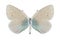 Butterfly Glaucopsyche alexis (female) (underside)