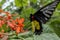 Butterfly Golden Birdwing Troides aeacus on the flower