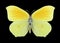 Butterfly Gonepteryx aspasia female