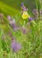 Butterfly Gonepteryx on lavender flower