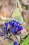 Butterfly Gonepteryx, the plant Pulmonaria dacica Simonk