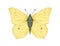 Butterfly of Gonepteryx rhamni species in vintage detailed style. Common brimstone moth, flying insect, wings with spots