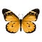 Butterfly graphics, sketch vector