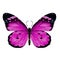 Butterfly graphics, sketch vector