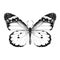 Butterfly graphics, sketch vector