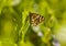 Butterfly on grass