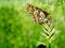 Butterfly on the grass