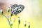 Butterfly on grass flower (Common Pierrot)