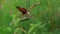 Butterfly in grass with splashes of water. Creative. Beautiful butterfly sits on the ears in green grass. Butterfly on