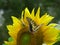 Butterfly Grasshopper Sunflower