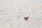 Butterfly on a gravel road