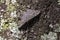 Butterfly Gray and brown camouflaged on tree trunk closeup