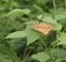 butterfly,Great orang tip ,Hebomoia glaucippe form