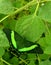 Butterfly in green colors Papilio lowi or Crimson Mormon