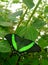 Butterfly in green colors Papilio lowi or Crimson Mormon