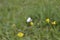 BUTTERFLY - Green - FLOWERS