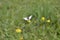 BUTTERFLY - Green - FLOWERS