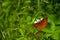 Butterfly on green grass