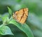 Butterfly on the green leaf