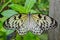 Butterfly on a green leaf.