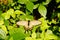 Butterfly on green leaves.