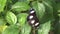 Butterfly on green leaves