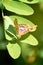Butterfly  on green leaves -apatura ilia, the lesser purple emperor