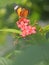 Butterfly on the green leaves blur nature background environment garden insect animal