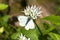 Butterfly, Green veined White, (Pieris napi)