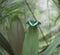 butterfly with green wings camouflages itself among the leaves o