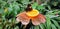 Butterfly in a greenhouse - jazzy leafwing butterfly