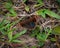 Butterfly on the ground  Brasil natural