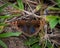 Butterfly on the ground  Brasil natural