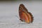 Butterfly on the ground, Cethosia biblis