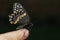 Butterfly on the hand. Bright beautiful butterflies. Swallowtail butterfly, Papilio machaon