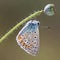 A butterfly hanging on a faded poppy