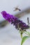 Butterfly harvesting pollen from a purple flower