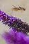 Butterfly harvesting pollen from a purple flower